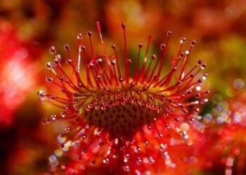 introduction to human digestive system