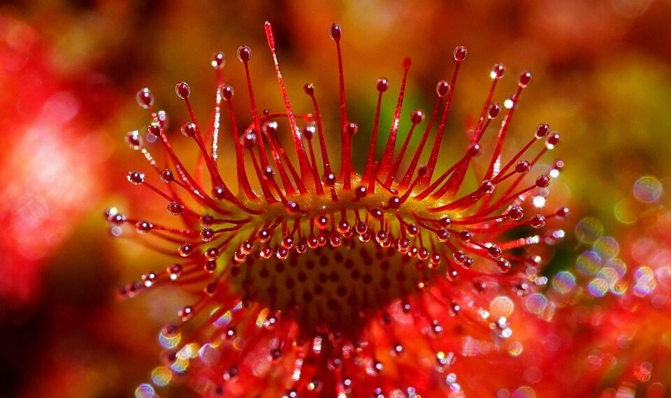 introduction to human digestive system