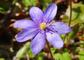 role of the liver in detoxification