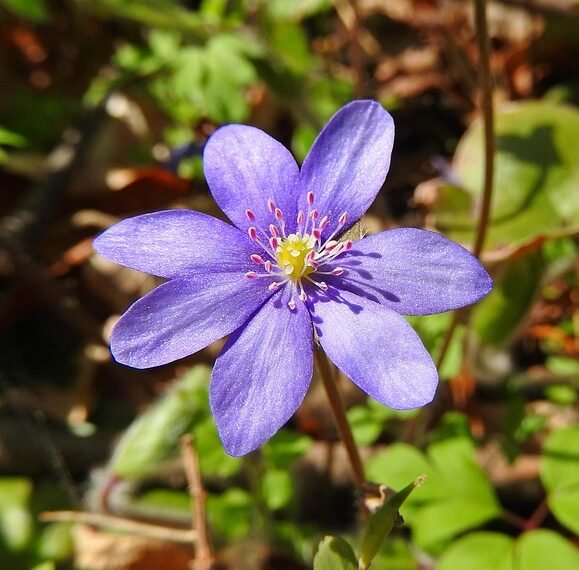 role of the liver in detoxification