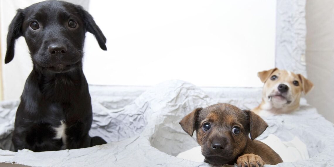 Puppy Farming and Trail Hunting Ban Proposed Amid Rural Backlash