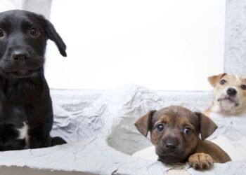 Puppy Farming and Trail Hunting Ban Proposed Amid Rural Backlash