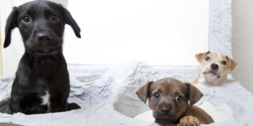 Puppy Farming and Trail Hunting Ban Proposed Amid Rural Backlash