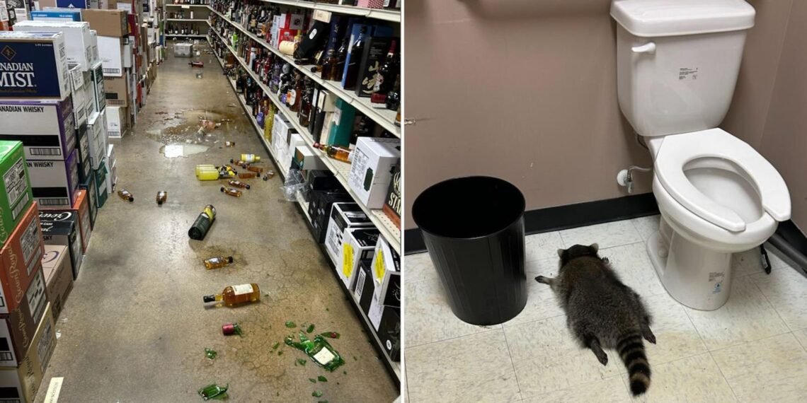Raccoon Found Drunk in Booze Store, Sleeps Off Hangover in Toilet