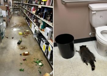 Raccoon Found Drunk in Booze Store, Sleeps Off Hangover in Toilet
