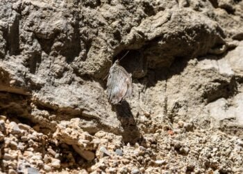 cinematic impact of true story adaptations