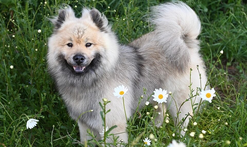 how german expressionism influenced hollywood