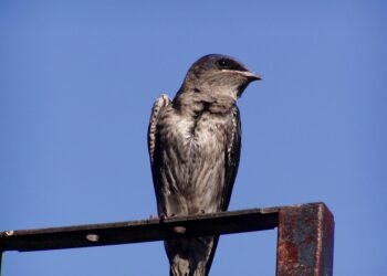 martin scorsese contribution to filmmaking