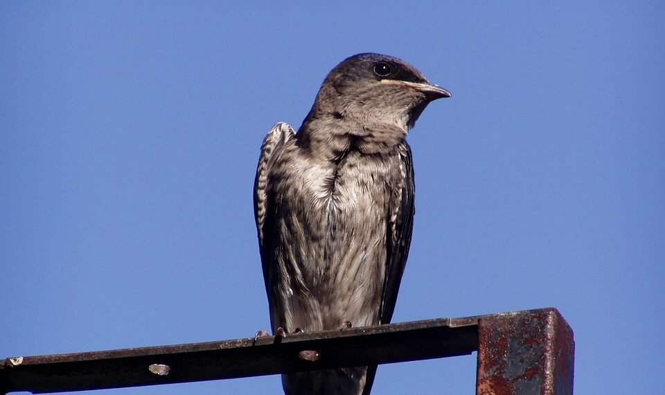 martin scorsese contribution to filmmaking