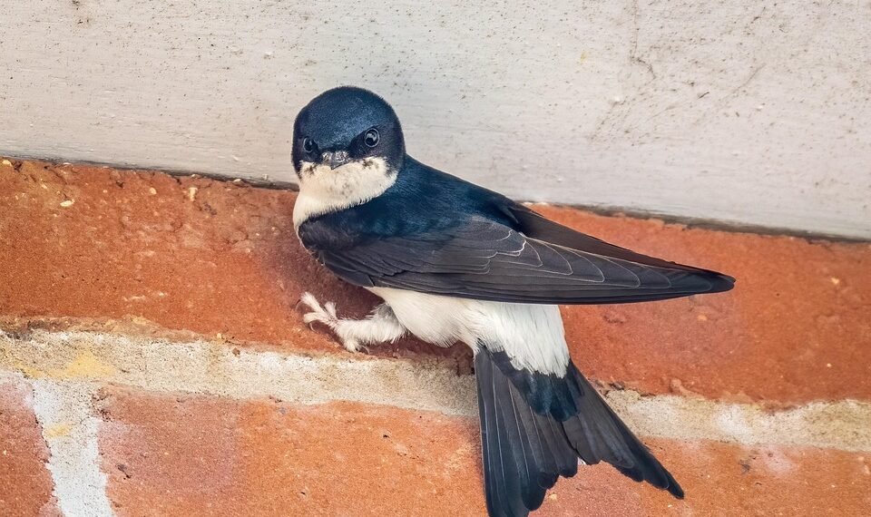 martin scorsese contribution to filmmaking