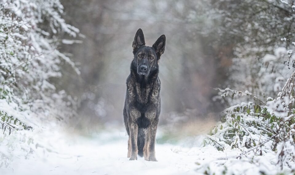 how german expressionism influenced hollywood