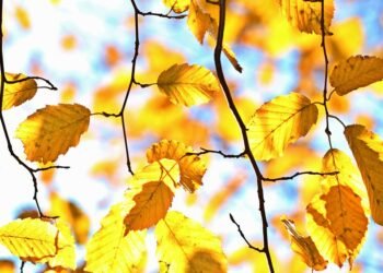 the golden age of hollywood explained