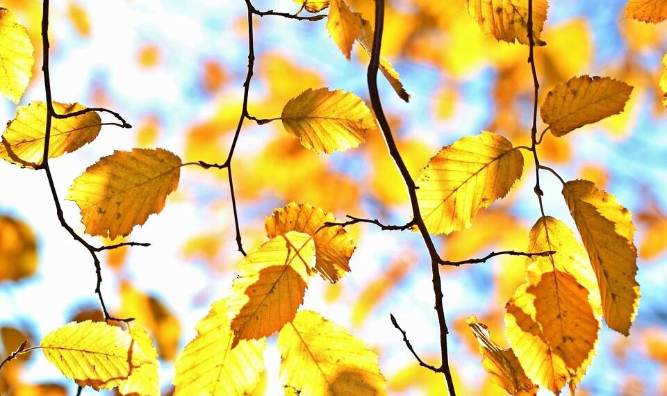 the golden age of hollywood explained