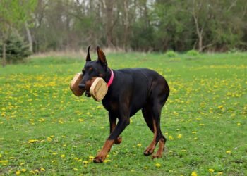 alfred hitchcock contributions to cinema