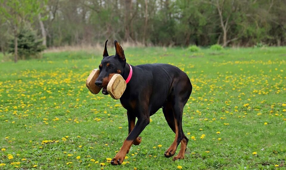 alfred hitchcock contributions to cinema