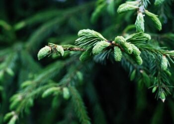 basics of human kidney function