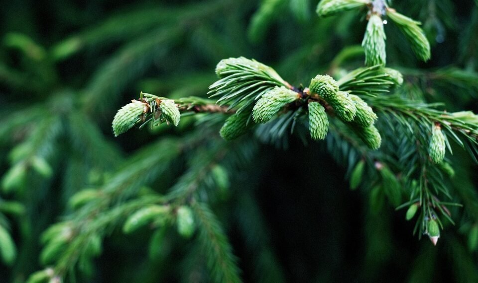 basics of human kidney function