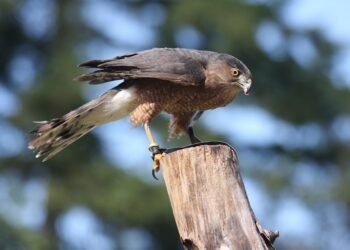 how email works technically