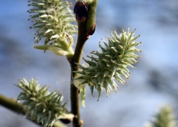 basics of human kidney function