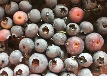 role of the liver in detoxification