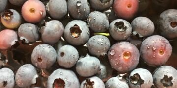 role of the liver in detoxification