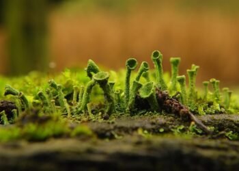 role of the liver in detoxification