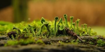 role of the liver in detoxification