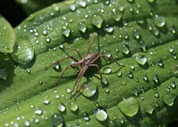 difference between viruses and bacteria