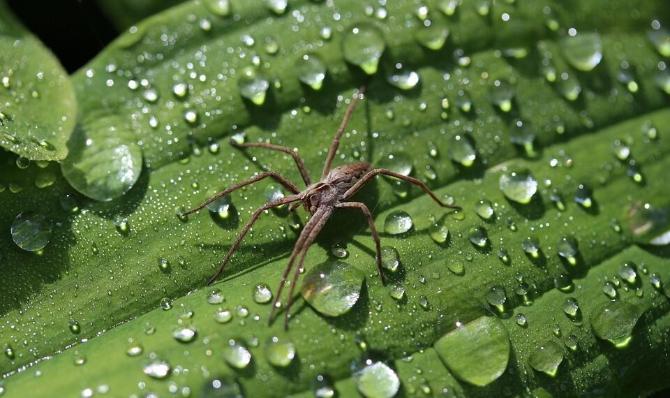 difference between viruses and bacteria