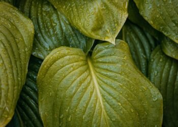 importance of hydration for overall health