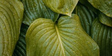 importance of hydration for overall health