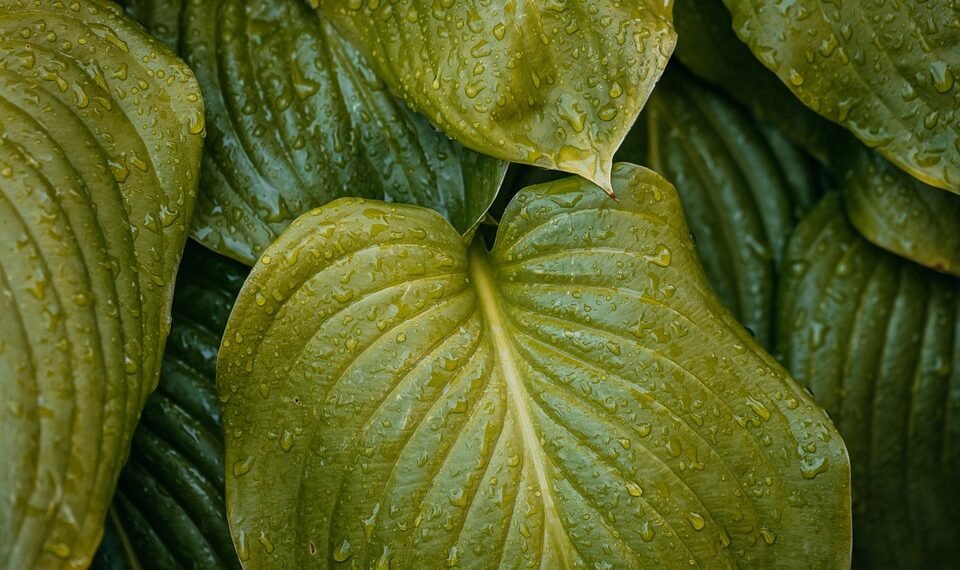 importance of hydration for overall health