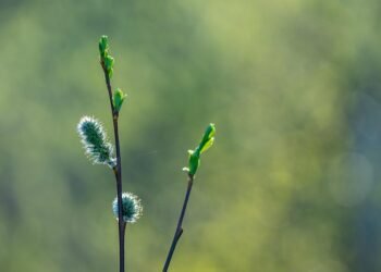 basics of human kidney function