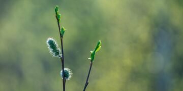 basics of human kidney function