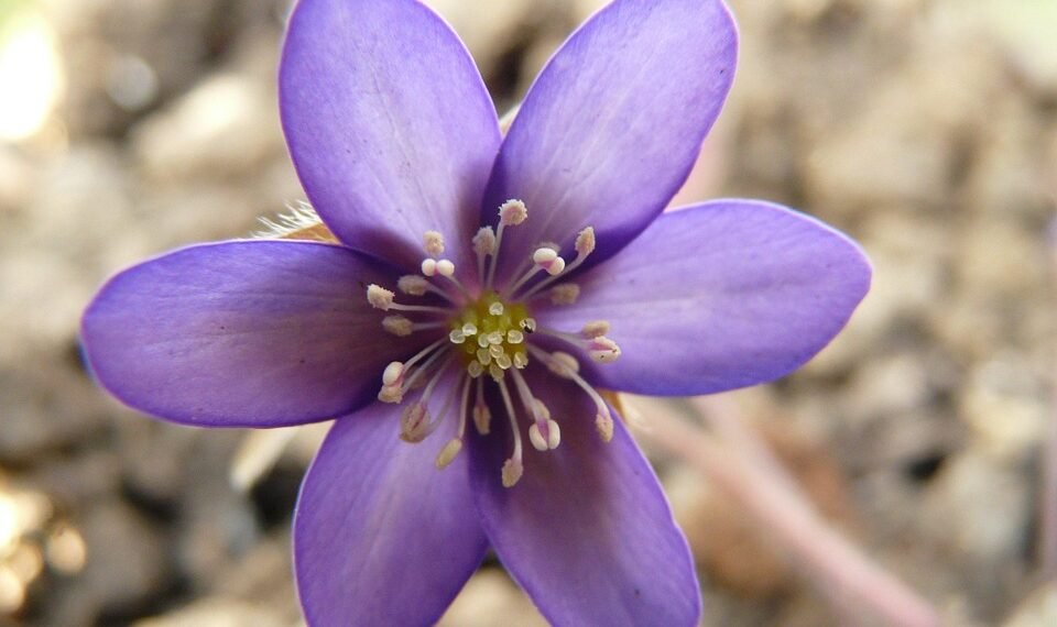 role of the liver in detoxification