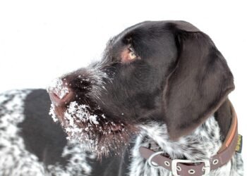 how german expressionism influenced hollywood