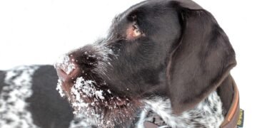 how german expressionism influenced hollywood