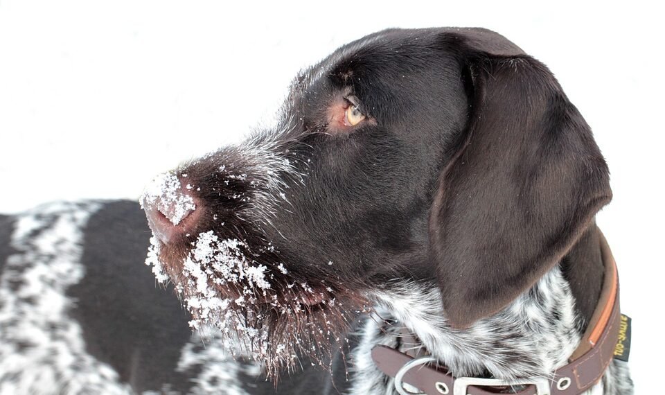 how german expressionism influenced hollywood