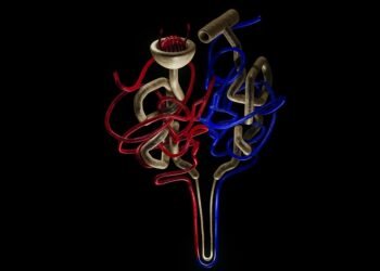 basics of human kidney function