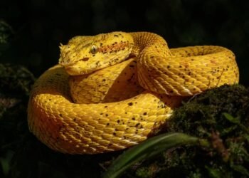 the golden age of hollywood explained