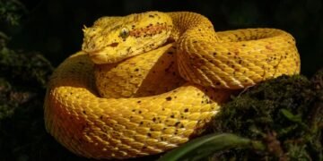 the golden age of hollywood explained