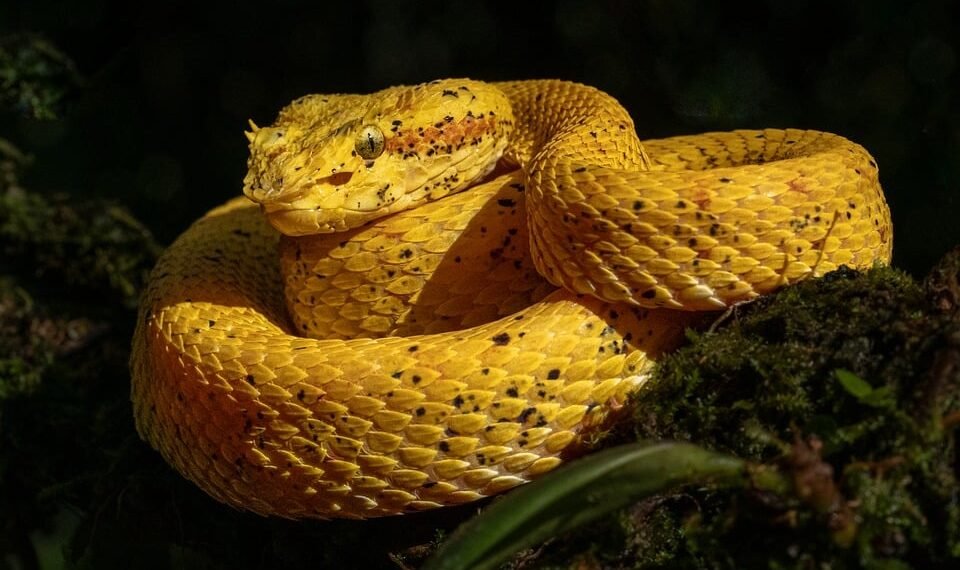 the golden age of hollywood explained