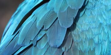 how comedy films changed from silent era to present