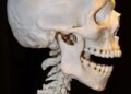 how the human brain processes information