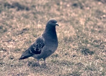 how the cardiovascular system functions