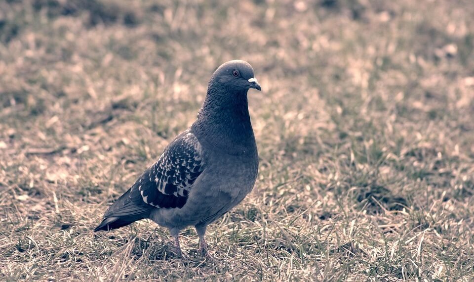 how the cardiovascular system functions