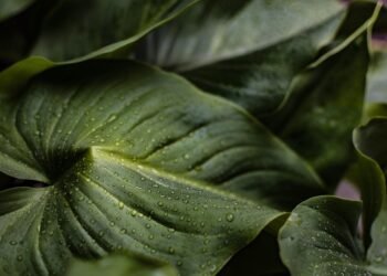 importance of hydration for athletes