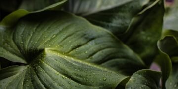 importance of hydration for athletes