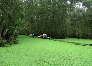 difference between viruses and bacteria