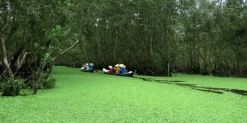 difference between viruses and bacteria